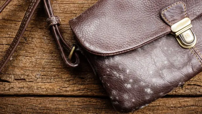 How To Clean Mold Off Leather: Tips to Remove Mold Effectively